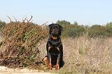 ROTTWEILER 104